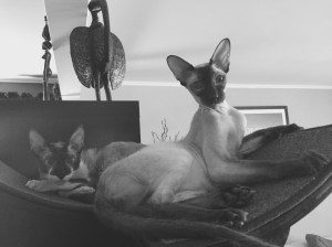 Oscar and gus on the perch