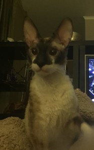 Oscar sitting up, looking cute