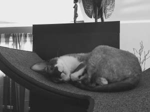 oscar upside down on his perch